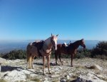 Photo LES CHEVAUX DU BESSILLON
