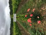 Photo SCEA DOMAINE DES ROSIERS
