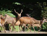 Photo PARC ANIMALIER D ECOUVES