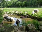 Photo PARC ANIMALIER D ECOUVES