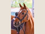 Photo CENTRE EQUESTRE DE LA VILLETTE