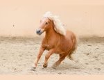 Photo CENTRE EQUESTRE DE LA VILLETTE