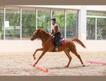 Photo CENTRE EQUESTRE DE LA VILLETTE