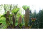 Photo JARDIN D'ART ET D'ESSAIS