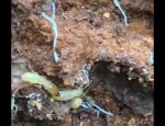 ACTIVITES TERMITES ISOLATIONS
