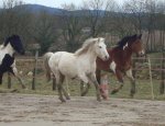 Photo DOMAINE EQUESTRE DES 3 MONTS
