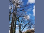 Photo ARBRES ET ESPACES VERTS