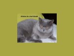Photo LA CHATTERIE DU CHAT BLEUTE