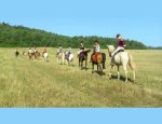Photo FERME EQUESTRE DE VALBERTIER