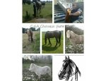 Photo C.S.A CHEVAUX SANS ABRI