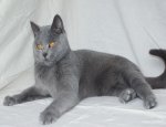 Photo GRANAT FRANCK / ÉLEVEUR DE MAINE COON ET CHARTREUX