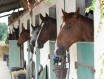 Photo CENTRE EQUESTRE LA PALOMBE