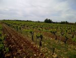 DOMAINE DES ROMARINS