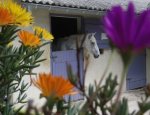 Photo CENTRE EQUESTRE D'AVIGNON