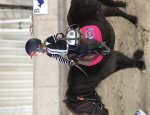 Photo ECURIES DU PONEY D'OR