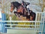 Photo CENTRE EQUESTRE PONEY CLUB L'OXER