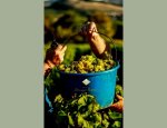 Photo DOMAINE SAUMAIZE-MICHELIN