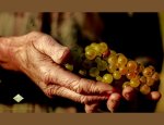 Photo DOMAINE SAUMAIZE-MICHELIN