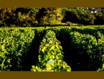 Photo DOMAINE SAUMAIZE-MICHELIN