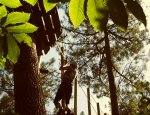 FORET ADRENALINE RENNES